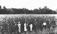Unknown people picking corn at Madison College