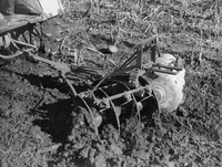 A cultivator in use at the farm at Madison College