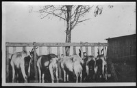 Goats feeding at Madison College farm