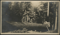 Annie and George Bovee Posing On The Fallen Giant, Tuolumne Grove of Big Trees